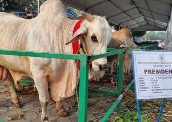 Masjid Nasional Al Akbar Surabaya Terima Sapi Qurban dari Presiden Jokowi, Pj Gubernur, Khofifah, Forkopimda & Jamaah