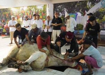Pemotongan Sapi Presiden Prabowo di Masjid Al-Akbar hanya 7 Detik, Sapi Gubernur Jatim 4 Detik