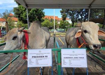 Presiden Prabowo Qurban Sapi Jenis PO di Masjid Al-Akbar Surabaya